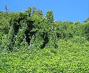 Pueraria lobata